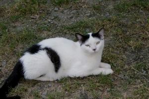 Giacomo Bild von Giacomo