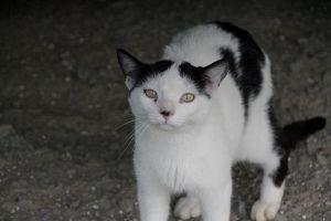 Giacomo Bild von Giacomo