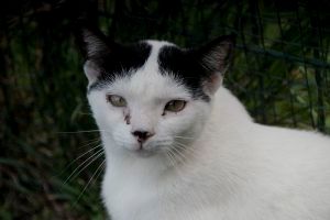 Giacomo Bild von Giacomo