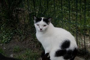 Giacomo Bild von Giacomo