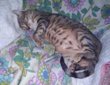 Tigre Bild von Tigre