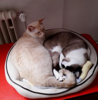 Raton Bild von Raton