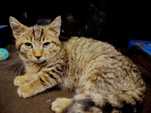 Reno Bild von Reno