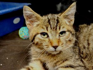 Reno Bild von Reno