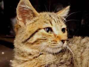 Reno Bild von Reno