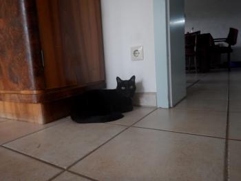 Pucca Bild von Pucca