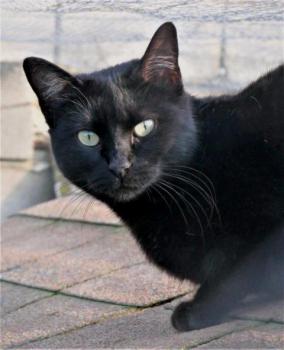 Afra Bild von Afra