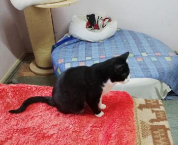 Elvis Bild von Elvis