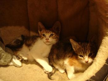 Ohne Bild von Hansel