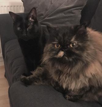 Bild von Coco