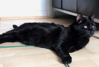 Bild von Coco