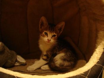 Peques Bild von Hansel