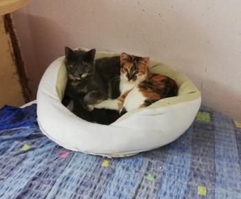 Nane Bild von Nane
