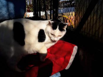 Smudge Bild von Smudge