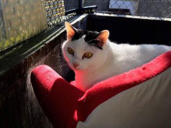 Smudge Bild von Smudge