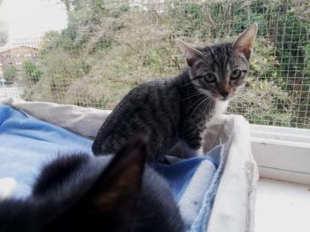 Kuma Bild von Kuma