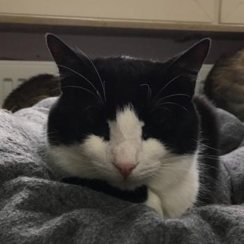 Elvis Bild von Elvis