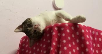 Dinky Bild von Dinky