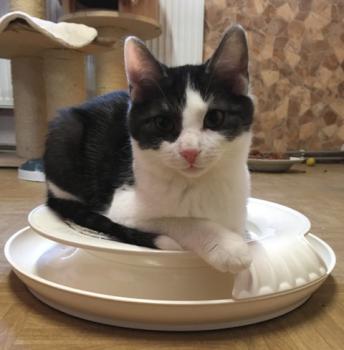 Sam Bild von Sam