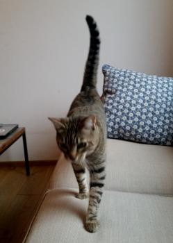 Phelina Bild von Phelina