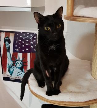 Akira Bild von Akira