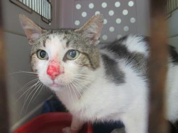 Orfeo Bild von Orfeo