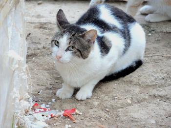 Orfeo Bild von Orfeo