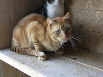 Berlioz Bild von Berlioz