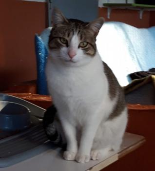 Pi Bild von Pi