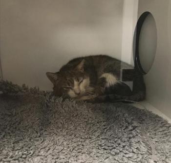 Velez Bild von Velez