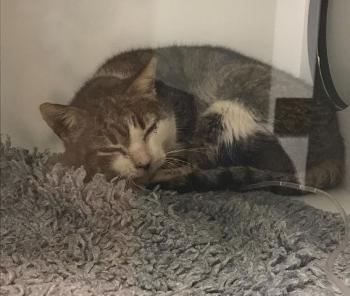 Velez Bild von Velez