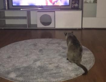 Bijou Bild von Bijou