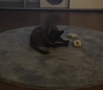 Bijou Bild von Bijou