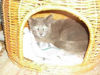 Ohne Bild von Hannibal