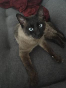 Bijou Bild von Bijou