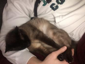 Bijou Bild von Bijou