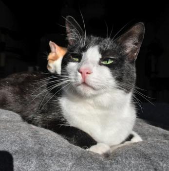 Elvis Bild von Elvis