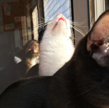 Elvis Bild von Elvis