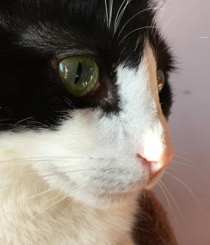 Elvis Bild von Elvis