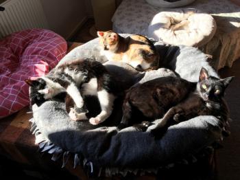 Elvis Bild von Elvis