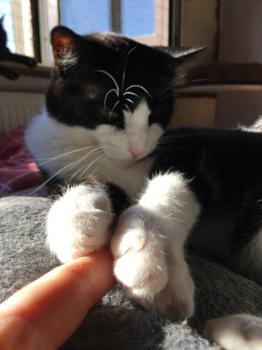 Elvis Bild von Elvis