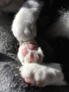 Elvis Bild von Elvis