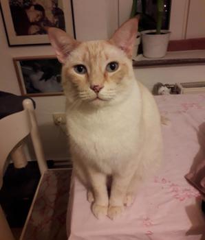 Raton Bild von Raton