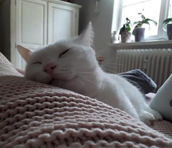 Coton Bild von Coton