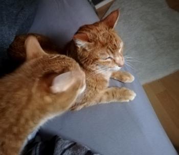 Garfield Bild von Garfield