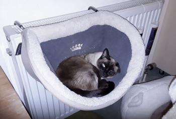 Layla Bild von Layla