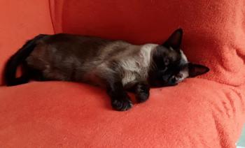 Layla Bild von Layla