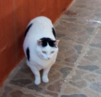 Smudge Bild von Smudge