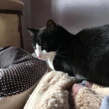 Elvis Bild von Elvis