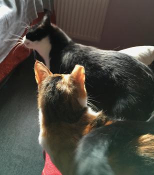 Elvis Bild von Elvis